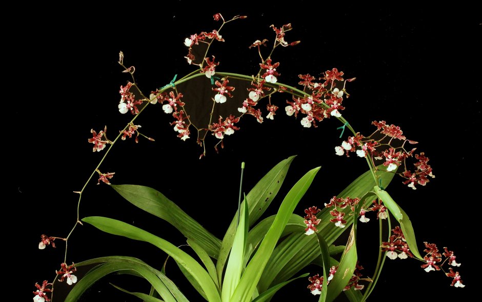 Орхидея мелкоцветковая