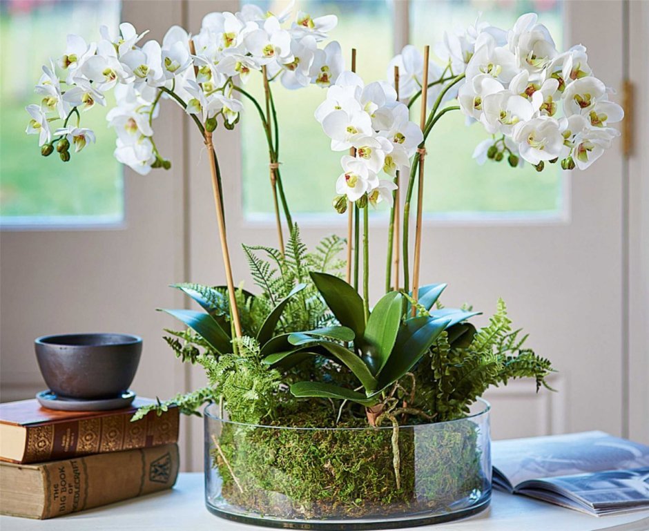 Орхидея красивоцветущее растение