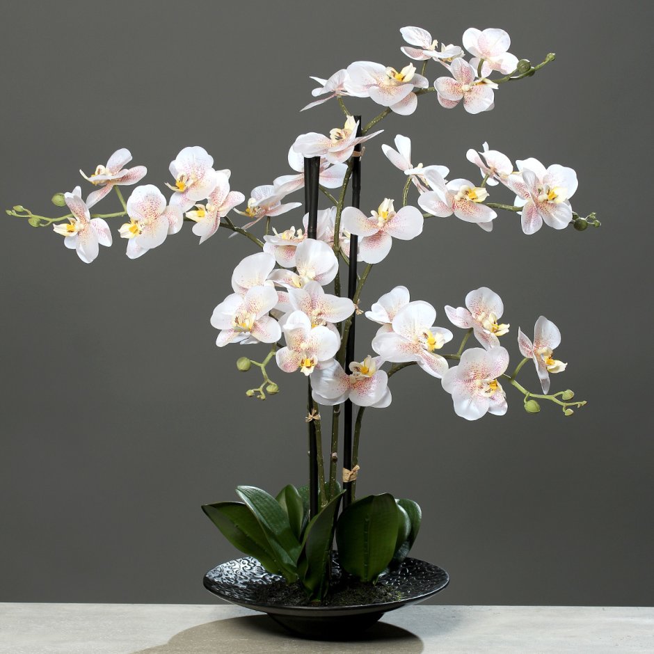 Орхидея Phalaenopsis Astrid