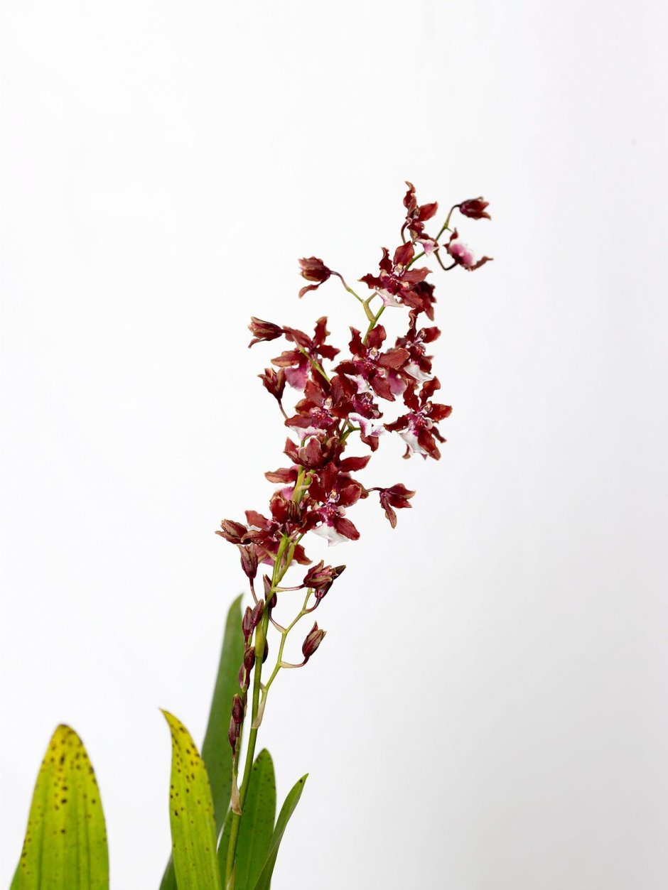 Онцидиум Орхидея красная