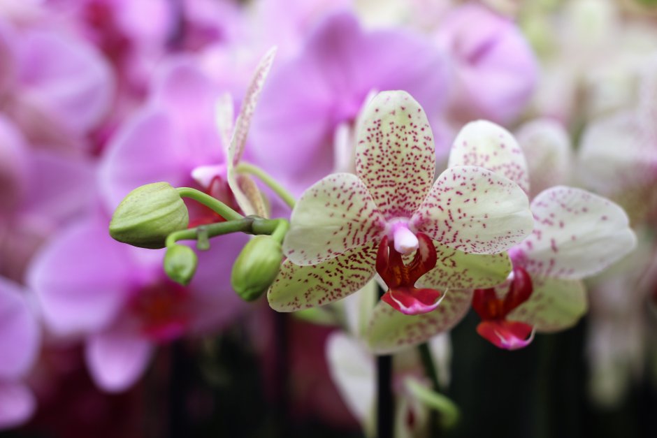 Орхидея с мелкими цветами название