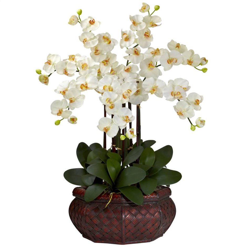 Черенкование орхидеи фаленопсис