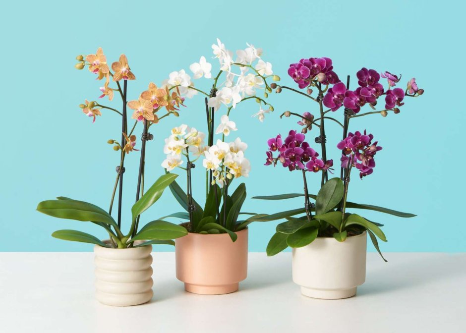 Орхидея с мелкими цветами