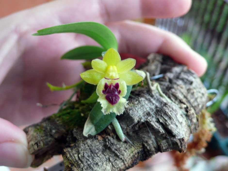 Орхидея фаленопсис в горшке