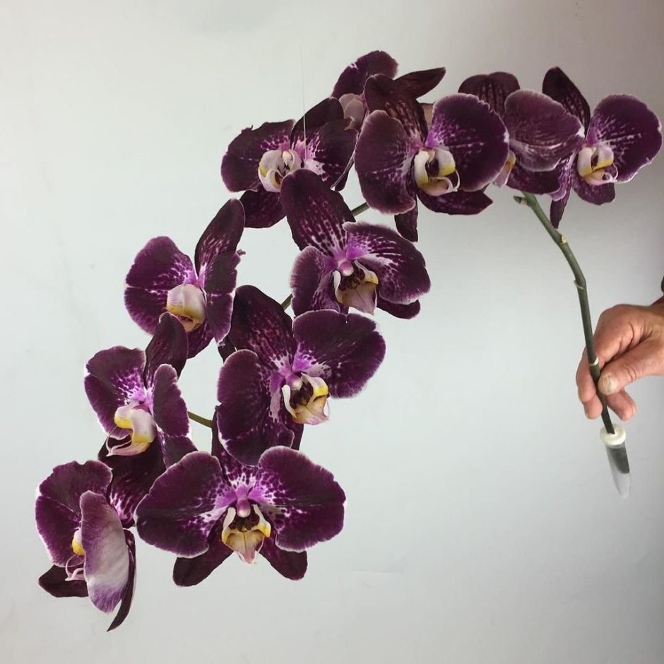 Белые орхидеи Эстетика