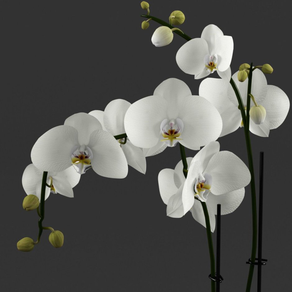 Орхидея фэнтези