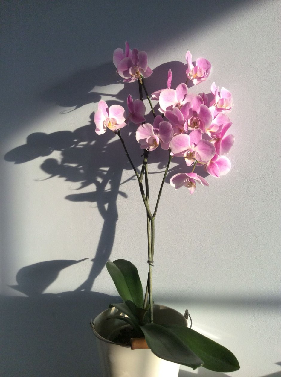 Орхидея Sogo Vieker