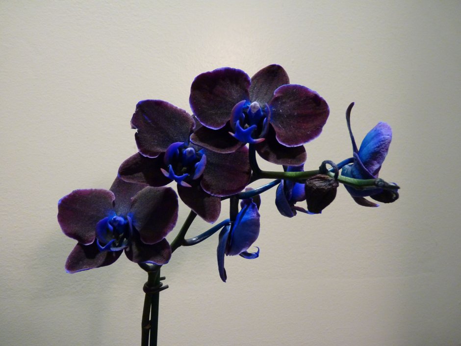 Орхидея Мария Тереза