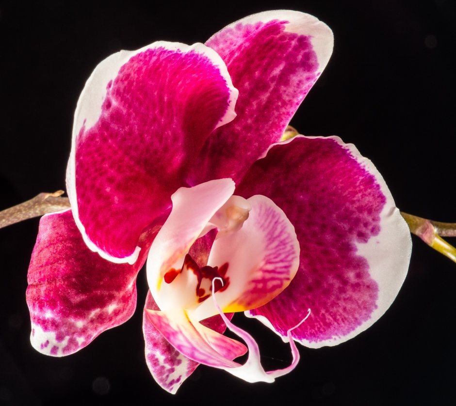 Орхидея фаленопсис суккулент