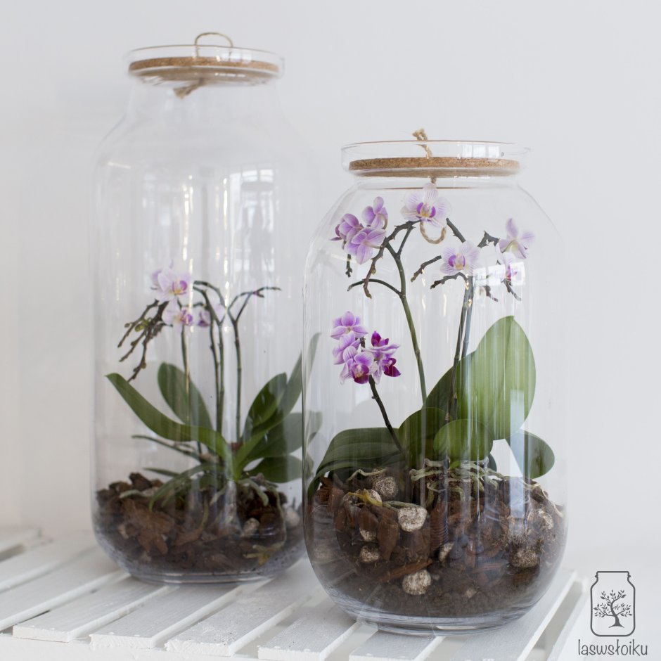 Орхидеи в стеклянных вазах без дырок в дне уход
