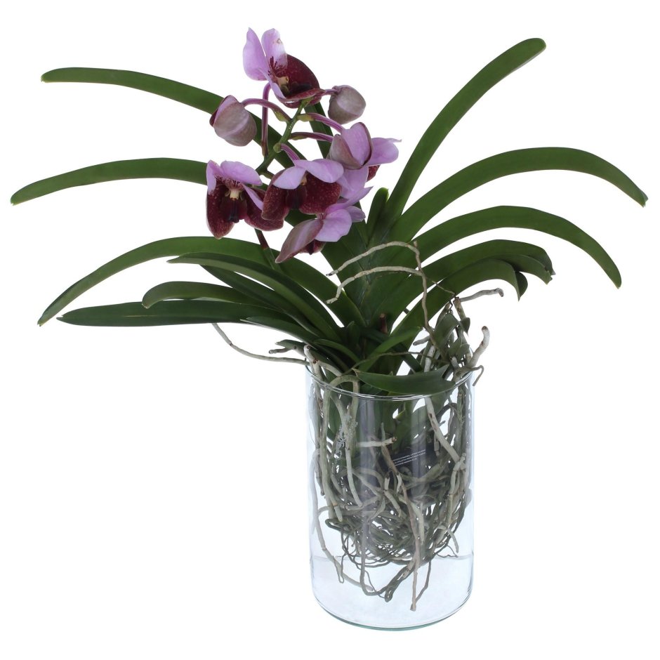 Орхидея фаленопсис белая композиция