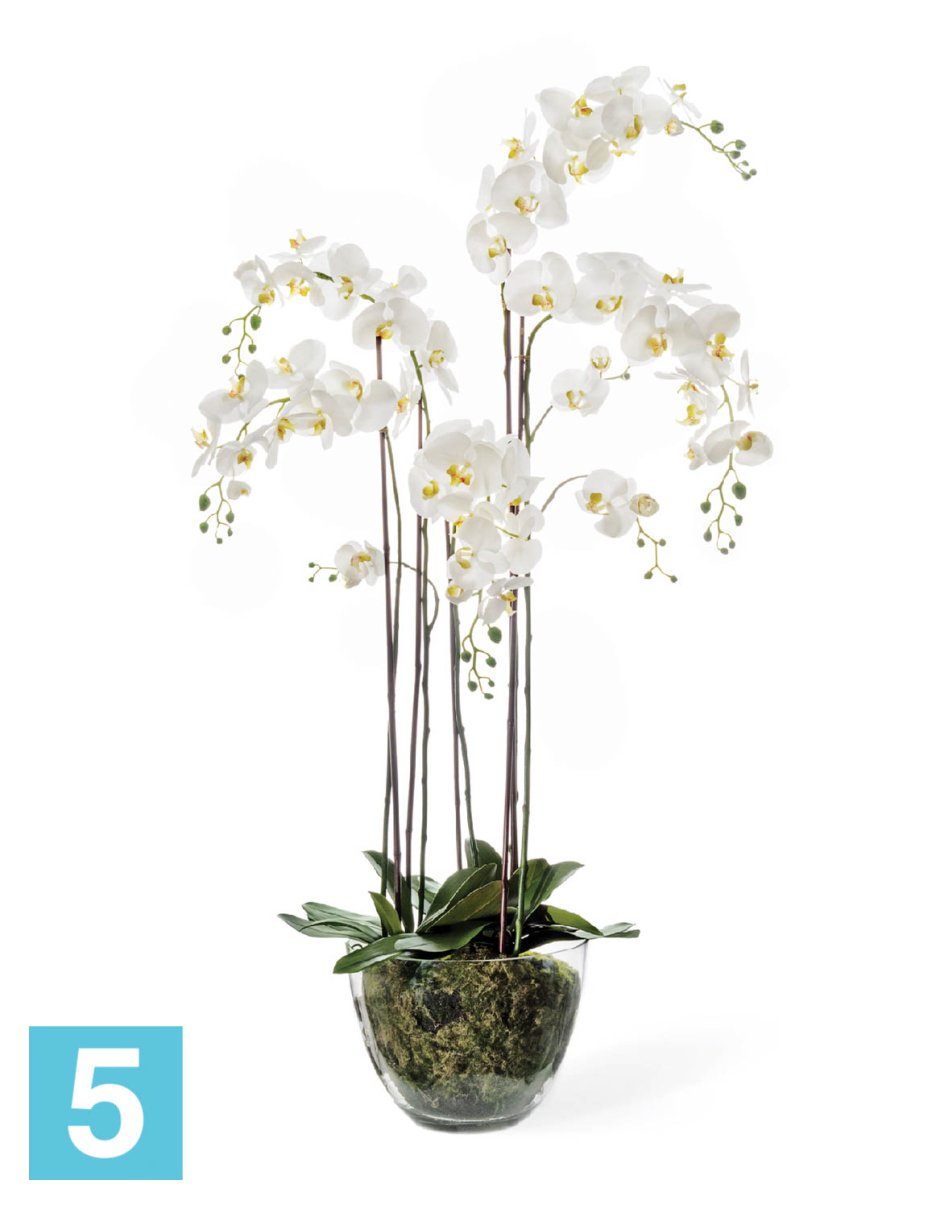Treez Орхидея