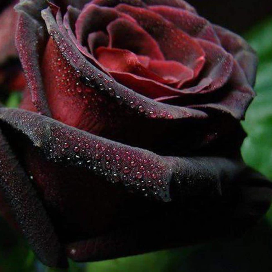 Черная красавица роза