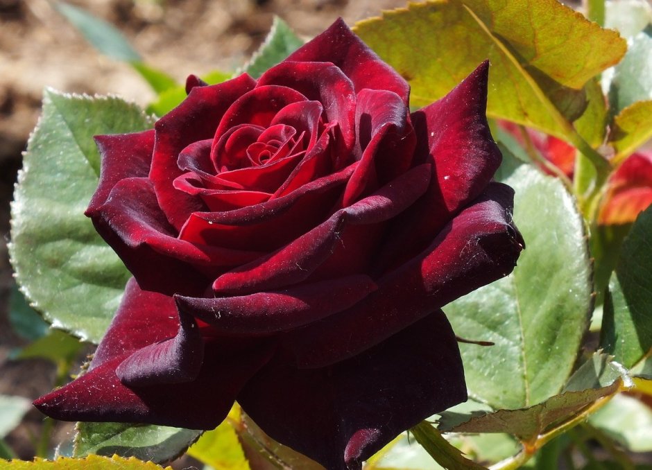 Черные розы куст
