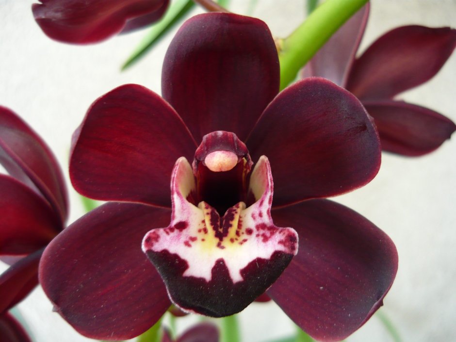 Орхидея Цимбидиум бордовая