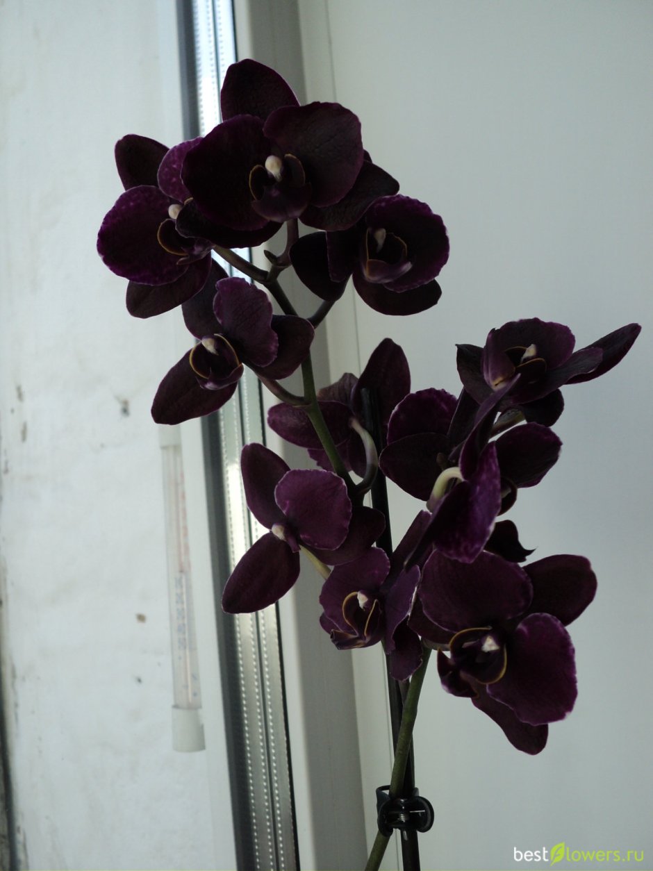 Орхидей Black Джек Black Jack фаленопсис