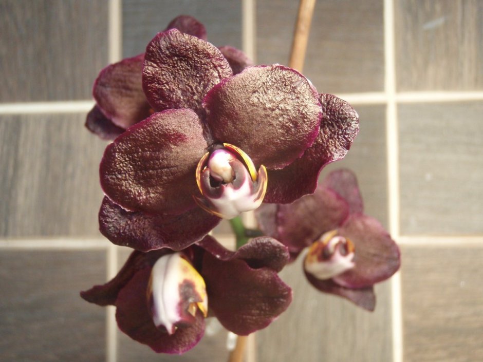 Розово-бордовые орхидеи