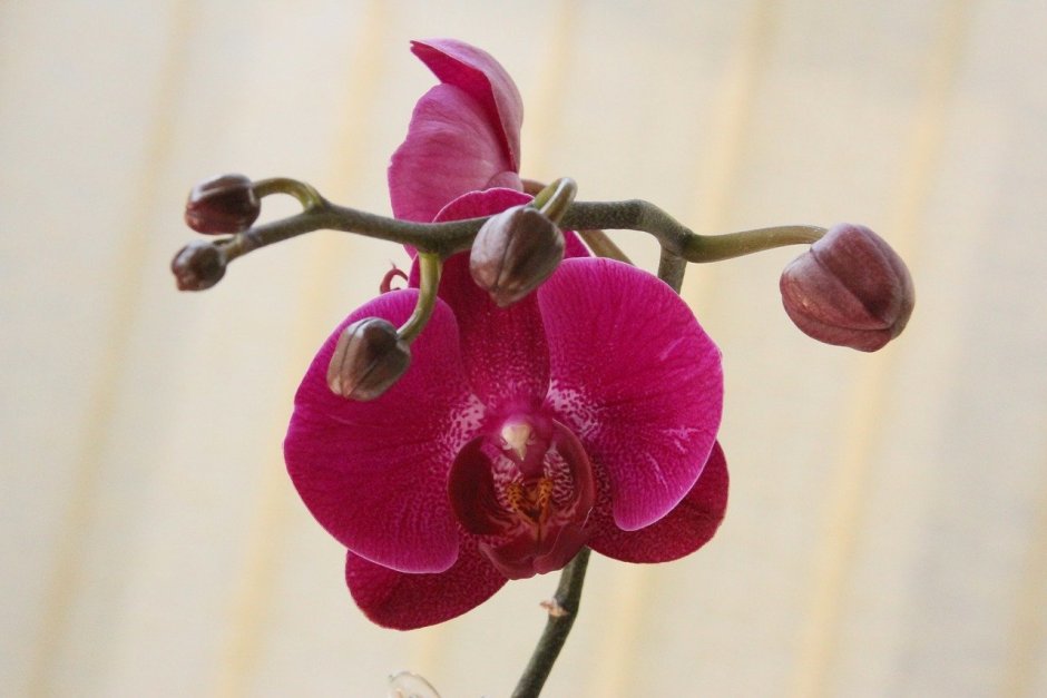 Коко черри Орхидея