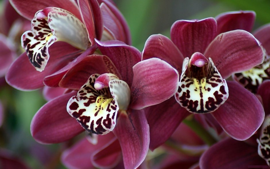 PF-5649 Орхидея фаленопсис