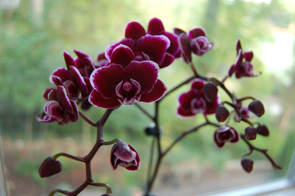 Орхидея Цимбидиум красная