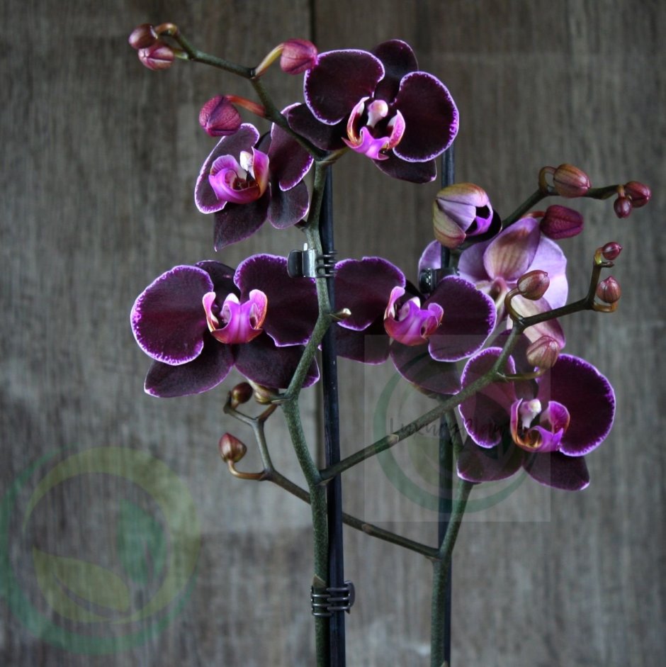 Темно розовая Орхидея фото
