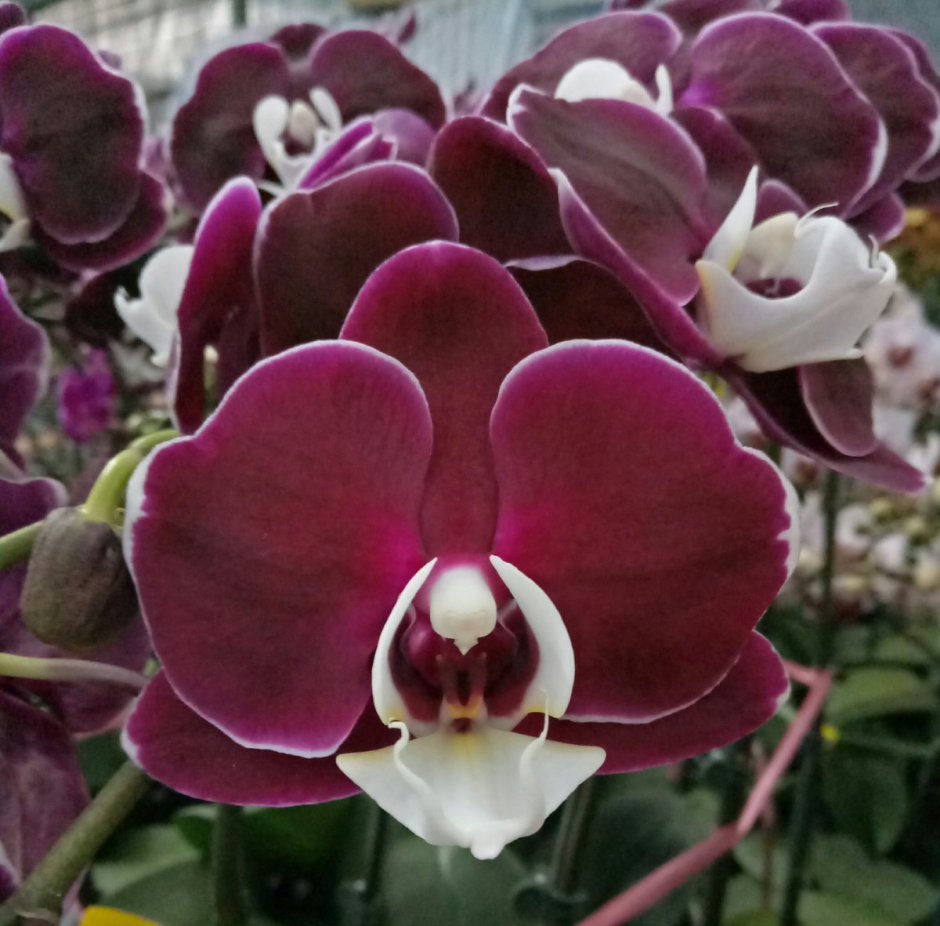 Орхидея темно бордовая
