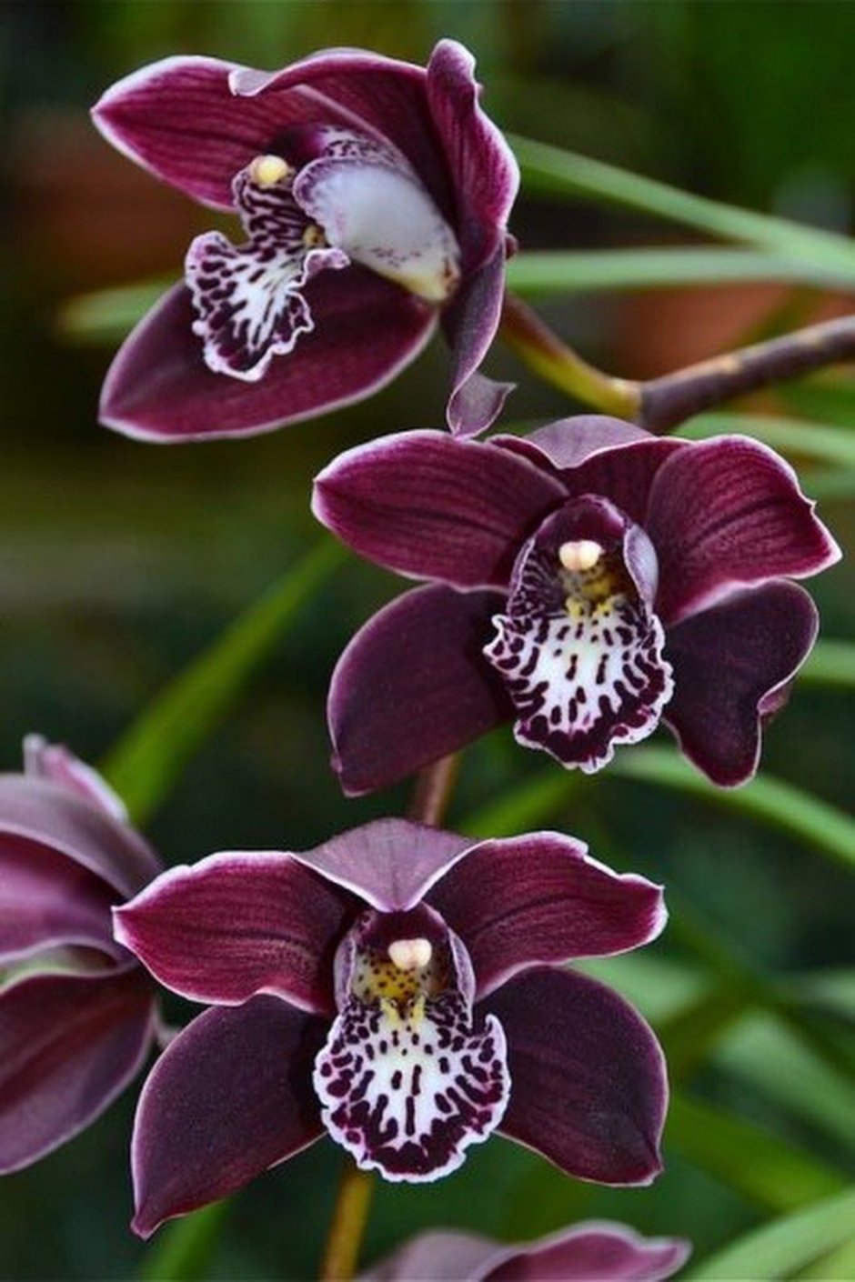 Орхидея фаленопсис мультифлора бордовая