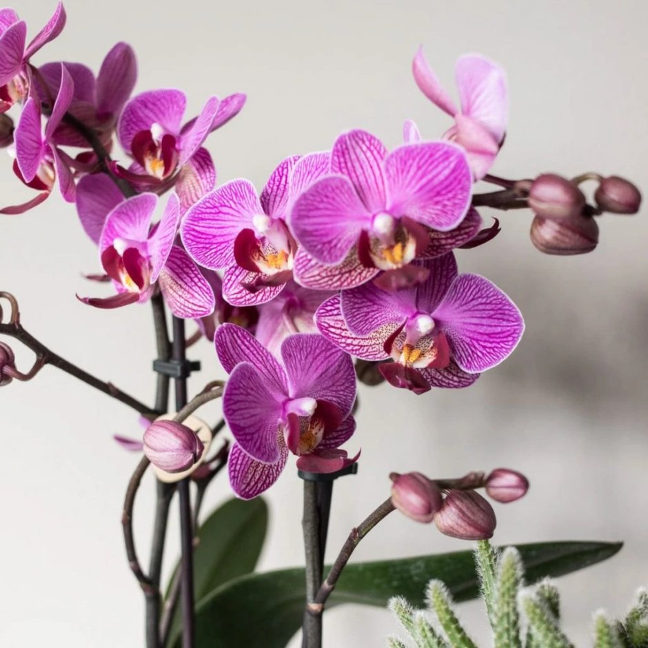 Орхидея венозная фиолетовая