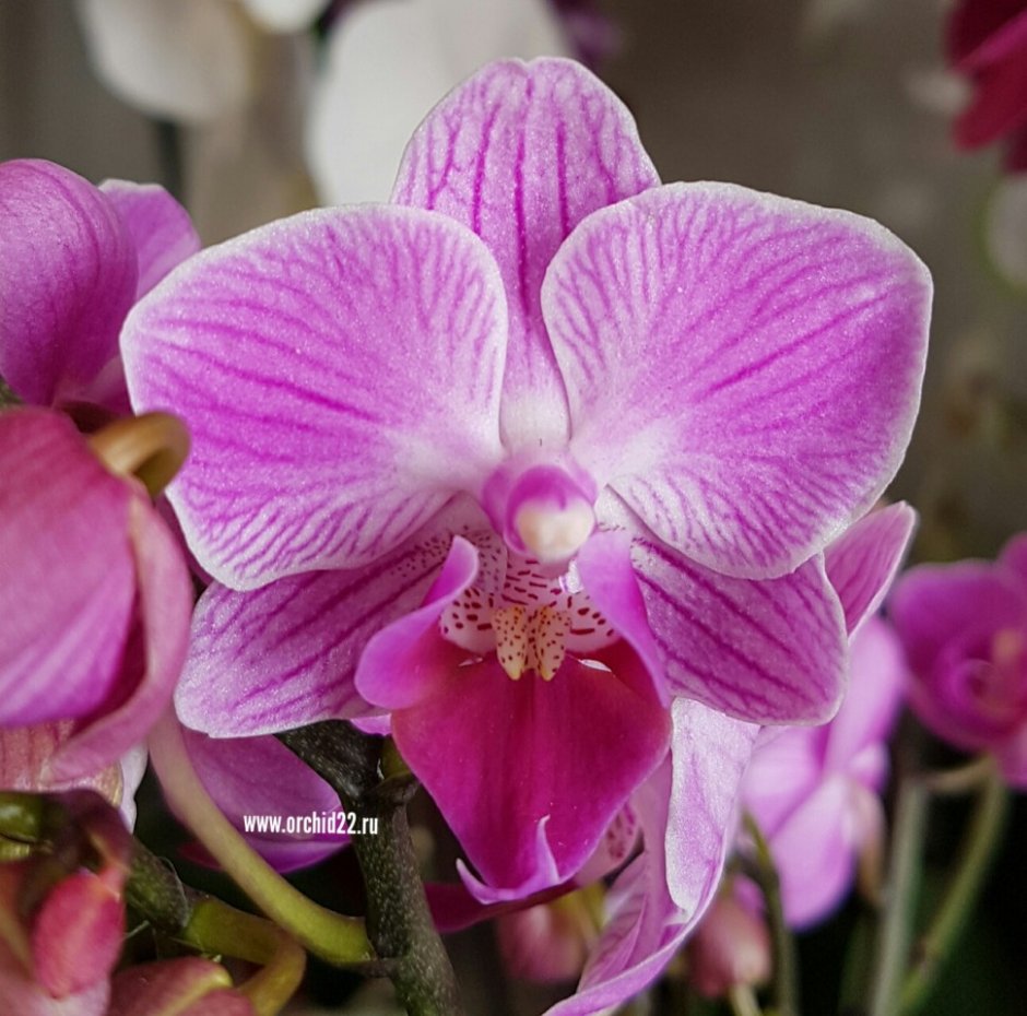 Орхидея фаленопсис Vienna