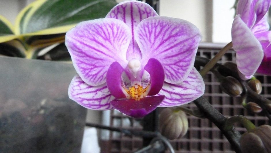 Орхидея фаленопсис Виенна мультифлора