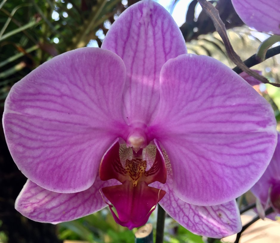 Lush Orchids Phalaenopsis
