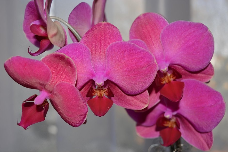Виенна орхидея