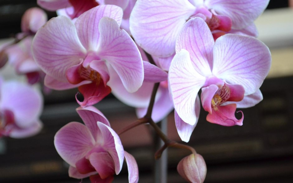 Орхидея Камелия
