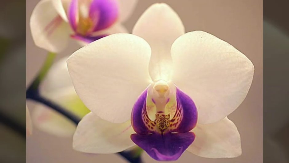 Орхидея фаленопсис надломился цветонос
