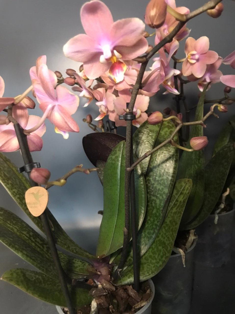 Одорион Орхидея парфюмерная фабрика