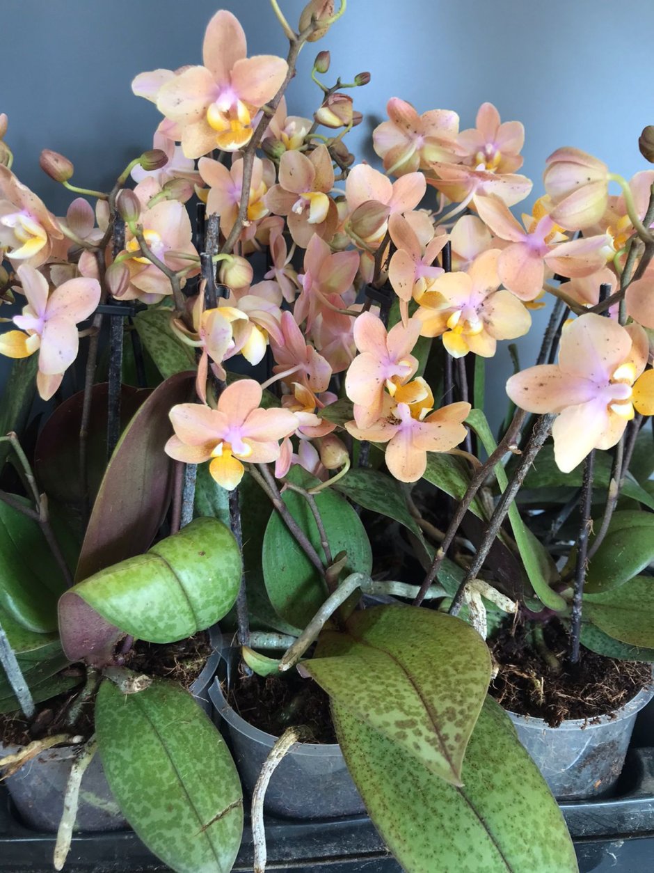 Орхидея парфюмерная фабрика Диффузион