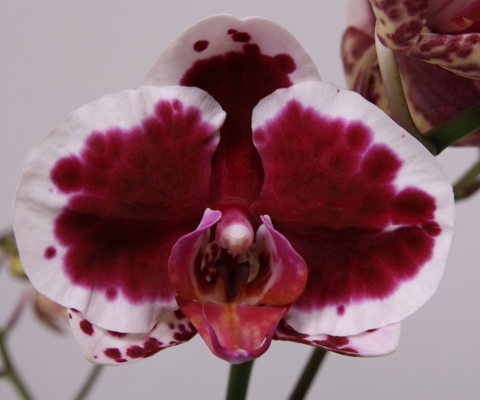 Орхидея Phalaenopsis Black Velvet