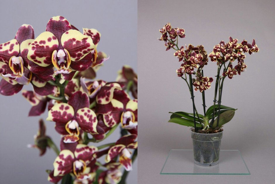 Орхидея Phal Whitney