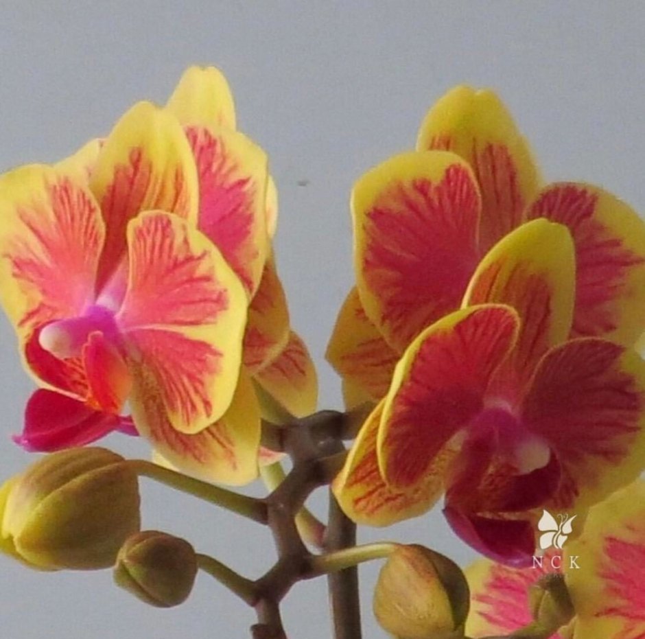 Fangmei Sweet Орхидея
