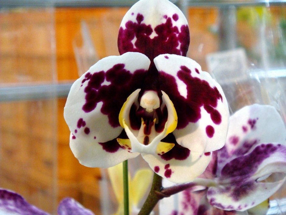 Одарион орхидея