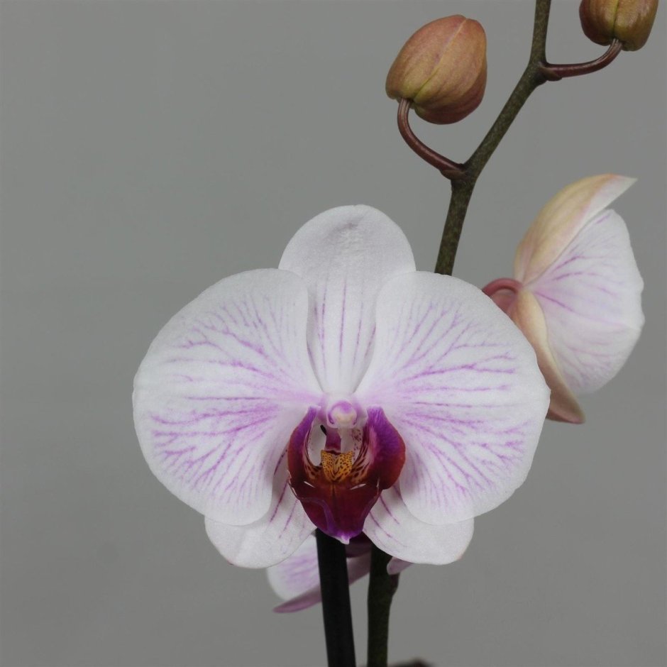 Лас пальмас орхидея