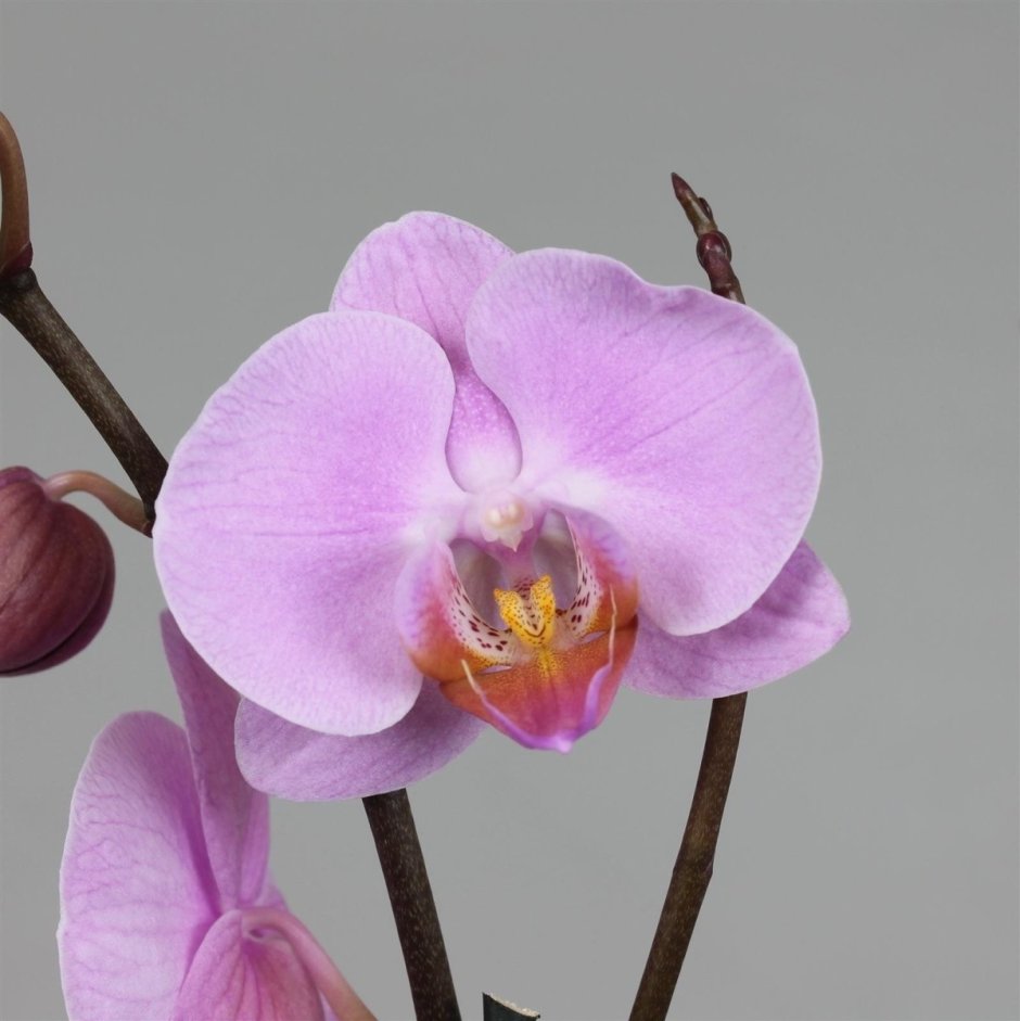 Ирина Ким орхидеи