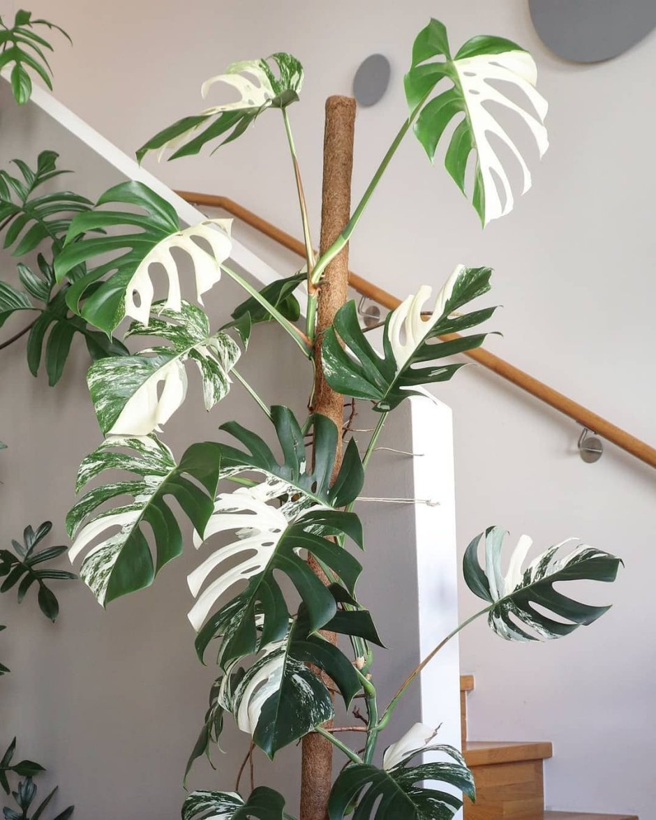 Монстера деликатесная (Monstera deliciosa)