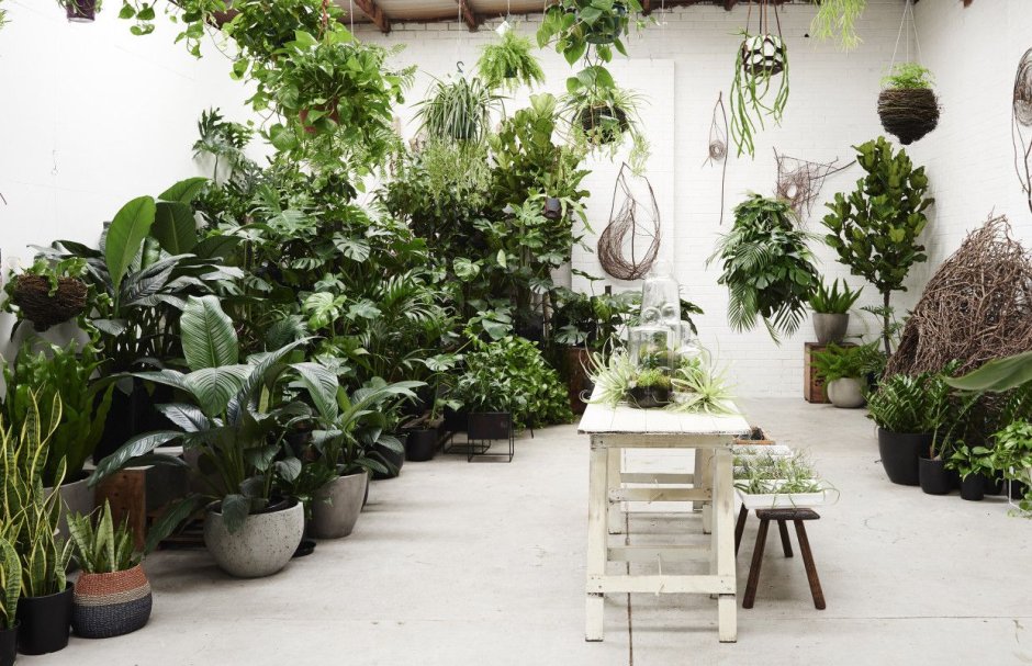 Комнатный садик из растений в интерьере