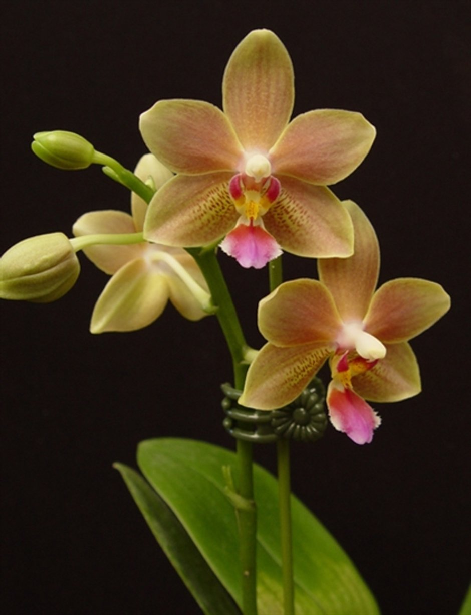 Салюс фрагранс орхидея