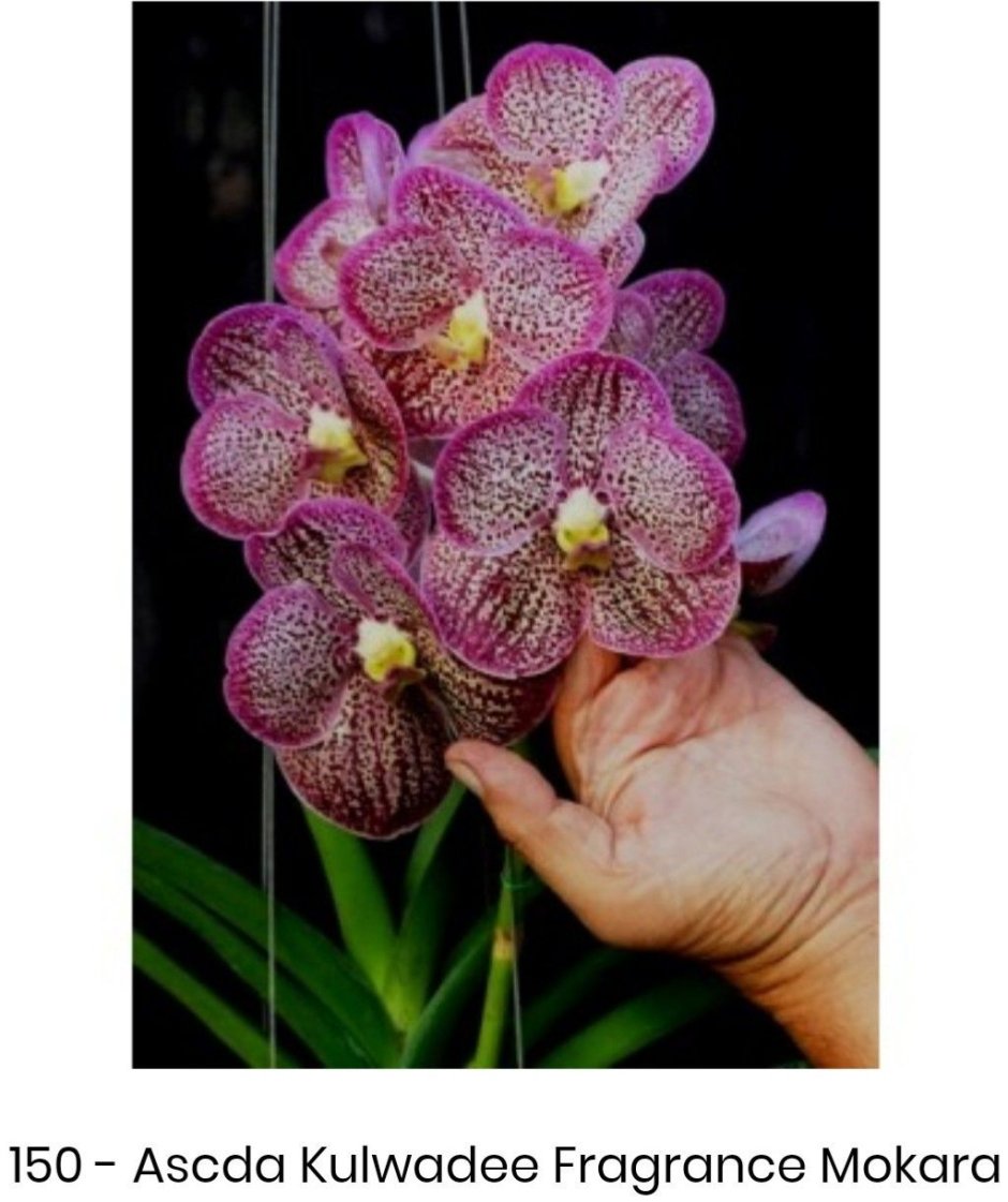 Белая Орхидея фаленопсис макро
