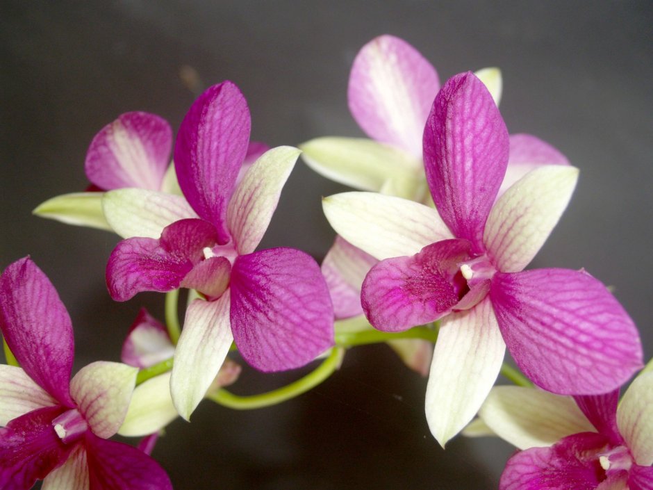 Орхидея фаленопсис Каттлея