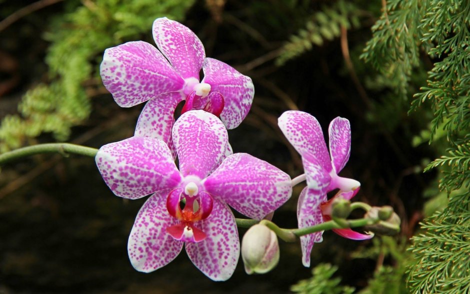 Орхидея фаленопсис Фрагранс
