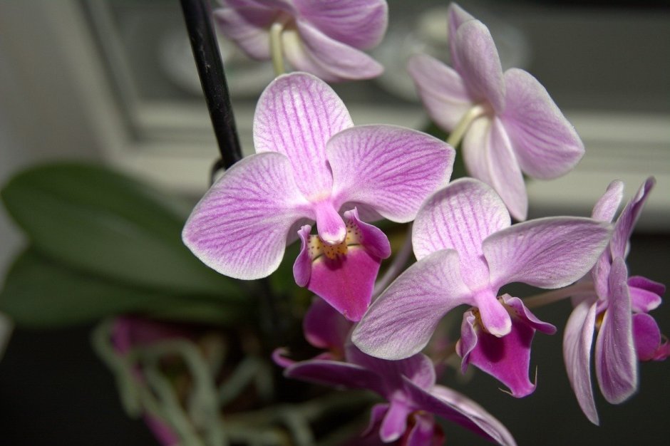 Салюс Фрагранс Орхидея