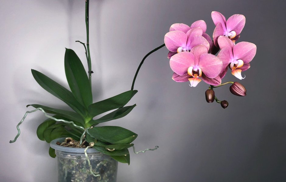Growers Орхидея